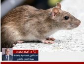 تغطية تليفزيون اليوم السابع 