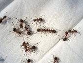 طرق فعالة للقضاء عل النمل 