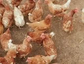 اسعار الفراخ فى اسواق المنوفيه اليوم