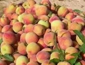 الخوخ البلدي في الشيخ زويد