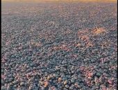 محصول البصل المحترق 