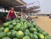 فتحى شو _ سوق البطيخ