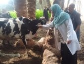 تحصين الماشية ضد الحمى القلاعية