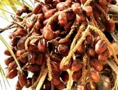 عرجون الدوم محمل بالثمار