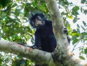 العلماء يكتشفون نوع جديد من القرود في غابات الكونغو