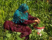 صادرات الفاصوليا