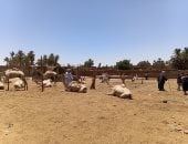 سوق الجمال  في دراو بمحافظة أسوان