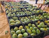 أسعار الفاكهة بالأقصر اليوم
