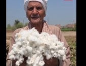 حصاد الذهب الأبيض في غيطان الشرقية