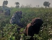 جنى القطن