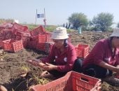 حصاد محصول البطاطا الحلوة بأراضى المنيا