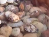 البكالويز وبلح البحر