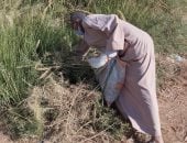 حملة للقضاء على الفئران بالاقصر