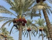 حصاد البلح