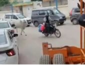 البقرة تطارد عامل توصيل الحليب