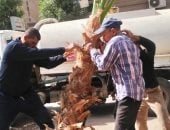 أشجار الجيزة