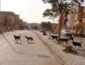 انتشار الكلاب الضالة بشوارع ابني بيتك