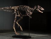  هيكل عظمى لديناصور اسمه "جودى" 