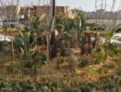 تخضير القاهرة وزيادة المساحات الخضراء