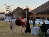 انطلاق مسابقات تراث أدب الخيل بمهرجان الشرقية بمشاركة 61 حصانًا