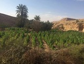 مخدر الأفيون