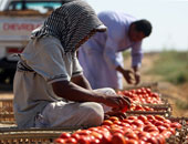حتى لا يصرخ عم حسين بائع الطماطم: فين أيامك يا أبوعلاء؟