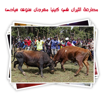 مصارعة الثيران في كينيا مهرجان سنوى سياحى