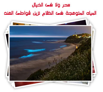 سحر ولا فى الخيال.. المياه المتوهجة فى الظلام تزين شواطئ الهند