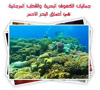 جماليات الكهوف البحرية والشعاب المرجانية في أعماق البحر الأحمر