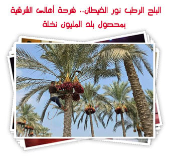 البلح الرطب نور الغيطان.. فرحة أهالى الشرقية بمحصول بلد المليون نخلة