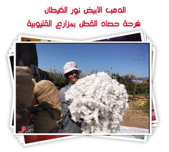 الدهب الأبيض نور الغيطان.. فرحة حصاد القطن بمزارع القليوبية