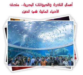 أسماك النادرة والحيوانات البحرية.. متحف الأحياء المائية في الصين