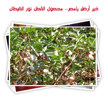خير أرضك يامصر.. محصول القطن نور الغيطان