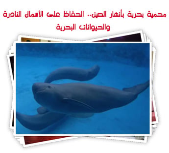 محمية بحرية بأنهار الصين.. الحفاظ على الأسماك النادرة والحيوانات البحرية