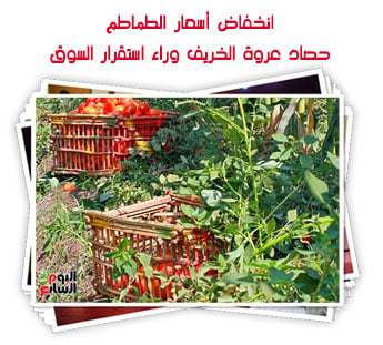 انخفاض أسعار الطماطم.. حصاد عروة الخريف وراء استقرار السوق