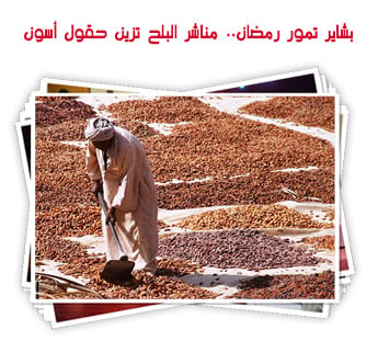 بشاير تمور رمضان.. مناشر البلح تزين حقول أسون