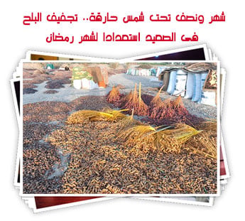 تجفيف البلح فى الصعيد
