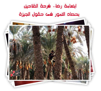 ابتسامة رضا.. فرحة الفلاحين بحصاد التمور فى حقول الجيزة