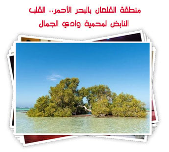 منطقة القلعان بالبحر الأحمر.. القلب النابض لمحمية وادي الجمال