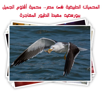 المحميات الطبيعية فى مصر.. محمية أشتوم الجميل ببورسعيد مهبط الطيور المهاجرة
