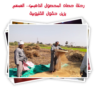 رحلة حصاد المحصول الذهبي.. السمسم يزين حقول القليوبية