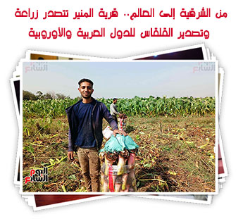 من الشرقية إلى العالم.. قرية المنير تتصدر زراعة وتصدير القلقاس للدول العربية والأوروبية
