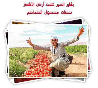 بشاير الخير على أرض الأقصر.. حصاد محصول الطماطم