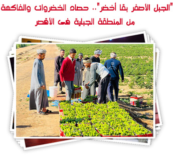 "الجبل الأصفر بقا أخضر".. حصاد الخضروات والفاكهة من المنطقة الجبلية فى الأقصر