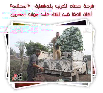 فرحة حصاد الكرنب بالدقهلية.. «المحشى» أكلة الدفا فى الشتاء على موائد المصريين