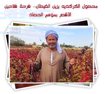 محصول الكركديه يزين الغيطان.. فرحة فلاحين الأقصر بموسم الحصاد