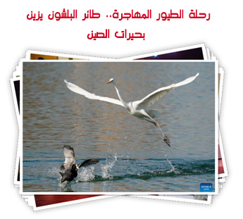 رحلة الطيور المهاجرة.. طائر البلشون يزين بحيرات الصين