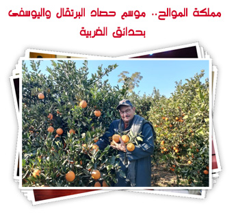 مملكة الموالح.. موسم حصاد البرتقال واليوسفى بحدائق الغربية