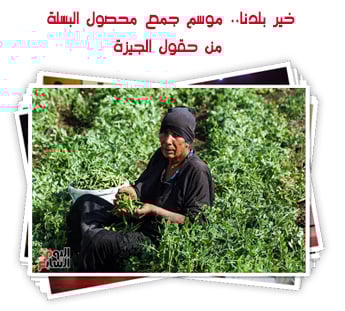 خير بلدنا.. موسم جمع محصول البسلة من حقول الجيزة