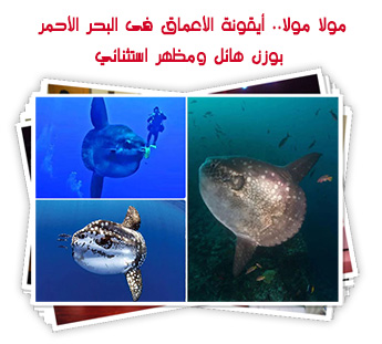 مولا مولا.. أيقونة الأعماق فى البحر الأحمر بوزن هائل ومظهر استثنائي